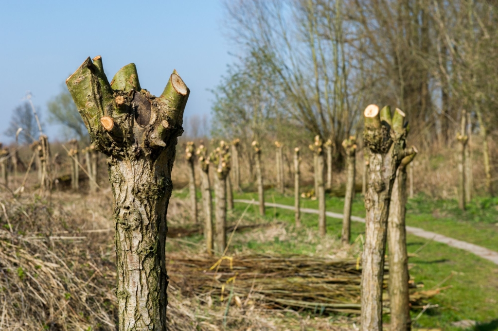 is pollarding bad for trees